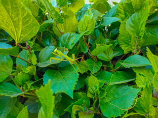 Green praying mantis on a hibiscus tree