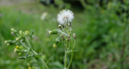 dandelion flower