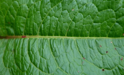 green leaf
