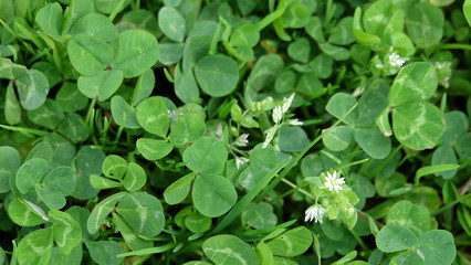 clover
