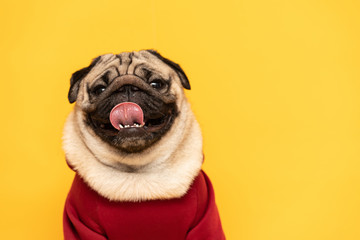 adorable dog pug breed making angry face and serious face on yellow background,Happy dog smile...