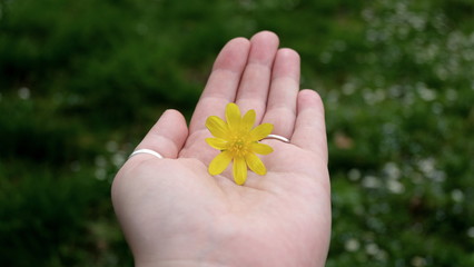hand holding flower