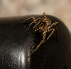 wolf spider sitting on a black chair in spring time, hessen, germany