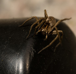 wolf spider sitting on a black chair in spring time, hessen, germany