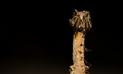 wolf spider sitting on a wood stick in spring time, hessen, germany