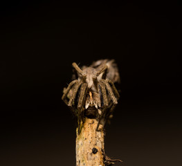 wolf spider sitting on a wood stick in spring time, hessen, germany