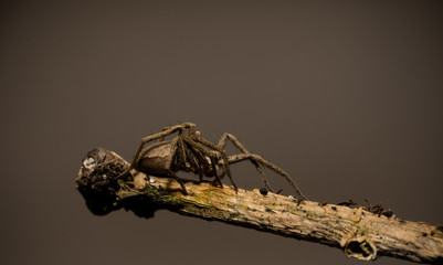 wolf spider sitting on a wood stick in spring time, hessen, germany