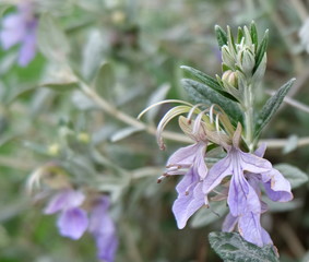 purple flower in the garden