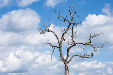 Dry tree without leaves Background of sky and clouds