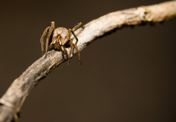wolf spider sitting on a wood stick in spring time, hessen, germany