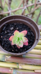 succulent in pot