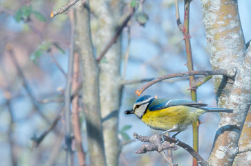 Fototapeta premium mésange bleu