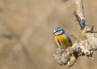 mésange bleu