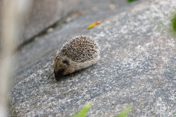 hedgehog in grass © fernandez