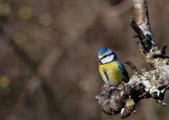 mésange bleu