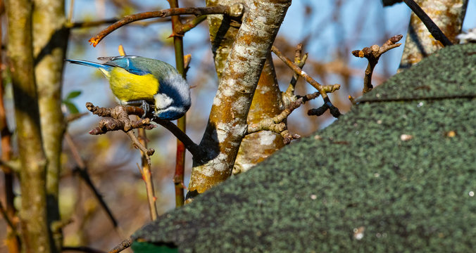 m&eacute;sange bleu