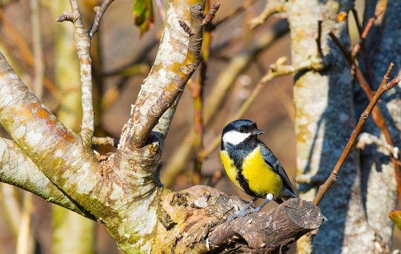 m&eacute;sange charbonni&egrave;re  "parus major"