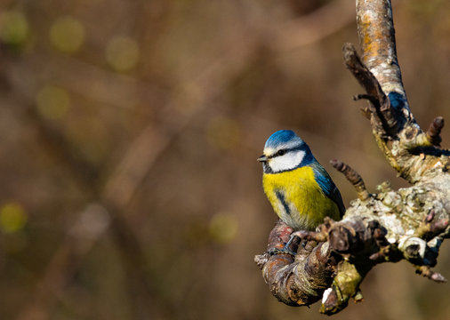 m&eacute;sange bleu