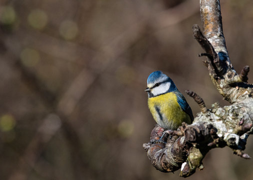 m&eacute;sange bleu