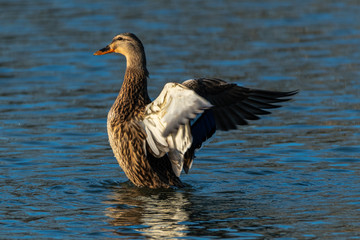 duck in the water