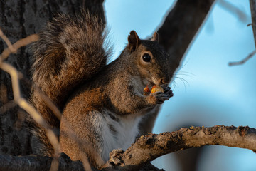 squirrel on tree