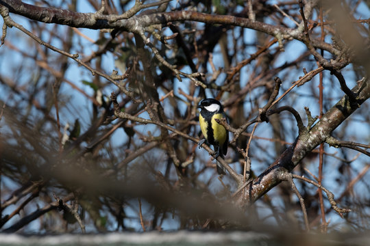 m&eacute;sange charbonni&egrave;re  "parus major"