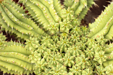 Close up cactus thorns background.