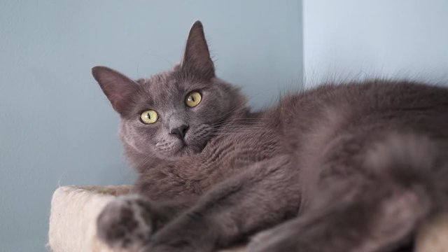 Long haired grey cat lounging during the day