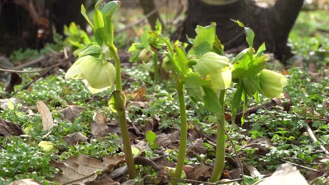 Young rare and flowering spring plant primrose Helleborus caucasicus with green flowers growing in the foothills of the North Caucasus