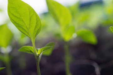 biologically natural and pure plant