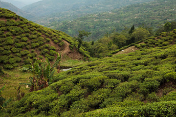 Obraz premium Tea plantation, Ilam, Nepal