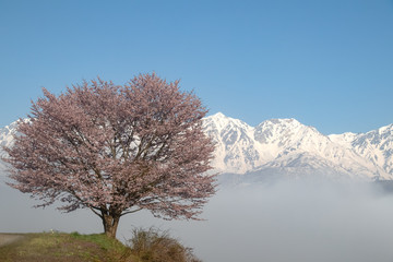 sakura cherry blossom in Japan