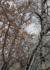 Trees in late cold winter covered with snow