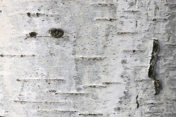 pattern of birch bark with black birch stripes on white birch bark and with wooden birch bark texture