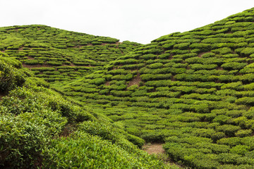 Tea plantation, Ilam, Nepal