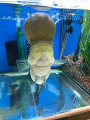 scientist in laboratory