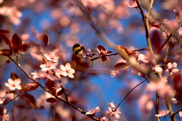 Almendros en flor