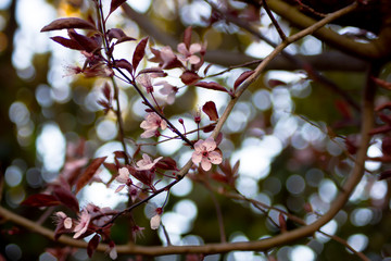 Almendros en flor