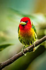 Red headed Barbet (Eubucco bourcierii), exotic bird from central Costa Rica. Mountain bird in green rain forest. Wildlife scene from nature