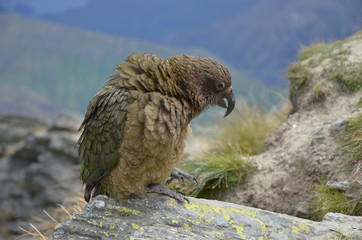 Kea Papagei