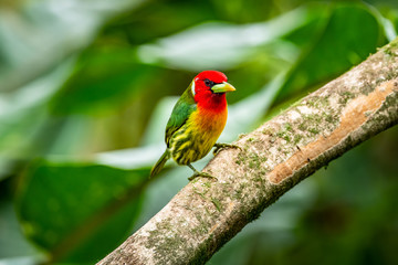 Red headed Barbet (Eubucco bourcierii), exotic bird from central Costa Rica. Mountain bird in green rain forest. Wildlife scene from nature