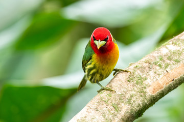 Red headed Barbet (Eubucco bourcierii), exotic bird from central Costa Rica. Mountain bird in green rain forest. Wildlife scene from nature