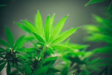 Commercial hemp farming in a greenhouse. Industrial hemp grown to produce CBD oil and other hemp derived products