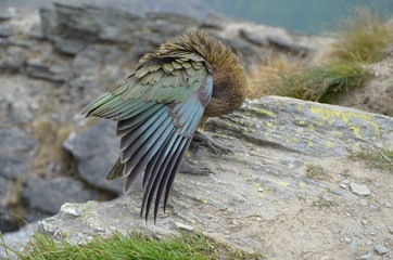 Kea Papagei auf dem Kepler Track in Wanaka auf Neuseeland Südinsel