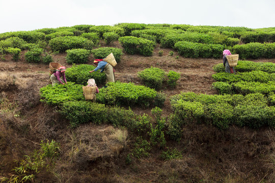 Women Picking Tea Leaves, Ilam, Nepal