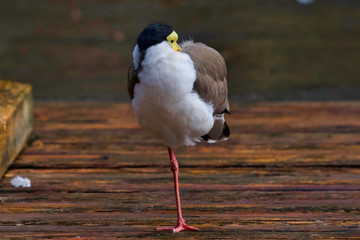 Oiseau