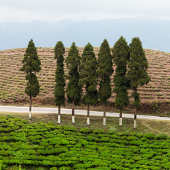 Fototapeta na wymiar Tea plantation, Ilam, Nepal
