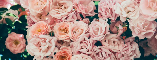 Gordijnen Beautiful pink roses in the garden. Floral background.   © belyaaa