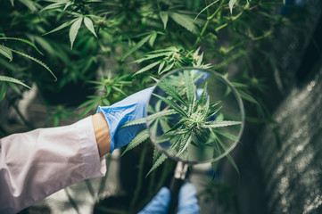 scientist checking hemp plants in a weed greenhouse. Concept of herbal alternative medicine, cbd...