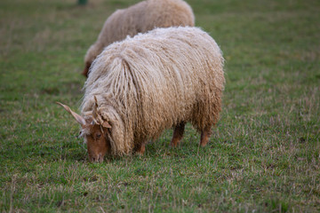 A sheep with horns (Racka sheep, Ovis) grazing on a meadow
